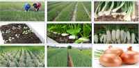 Kỹ thuật chăm sóc CÂY LẤY CỦ